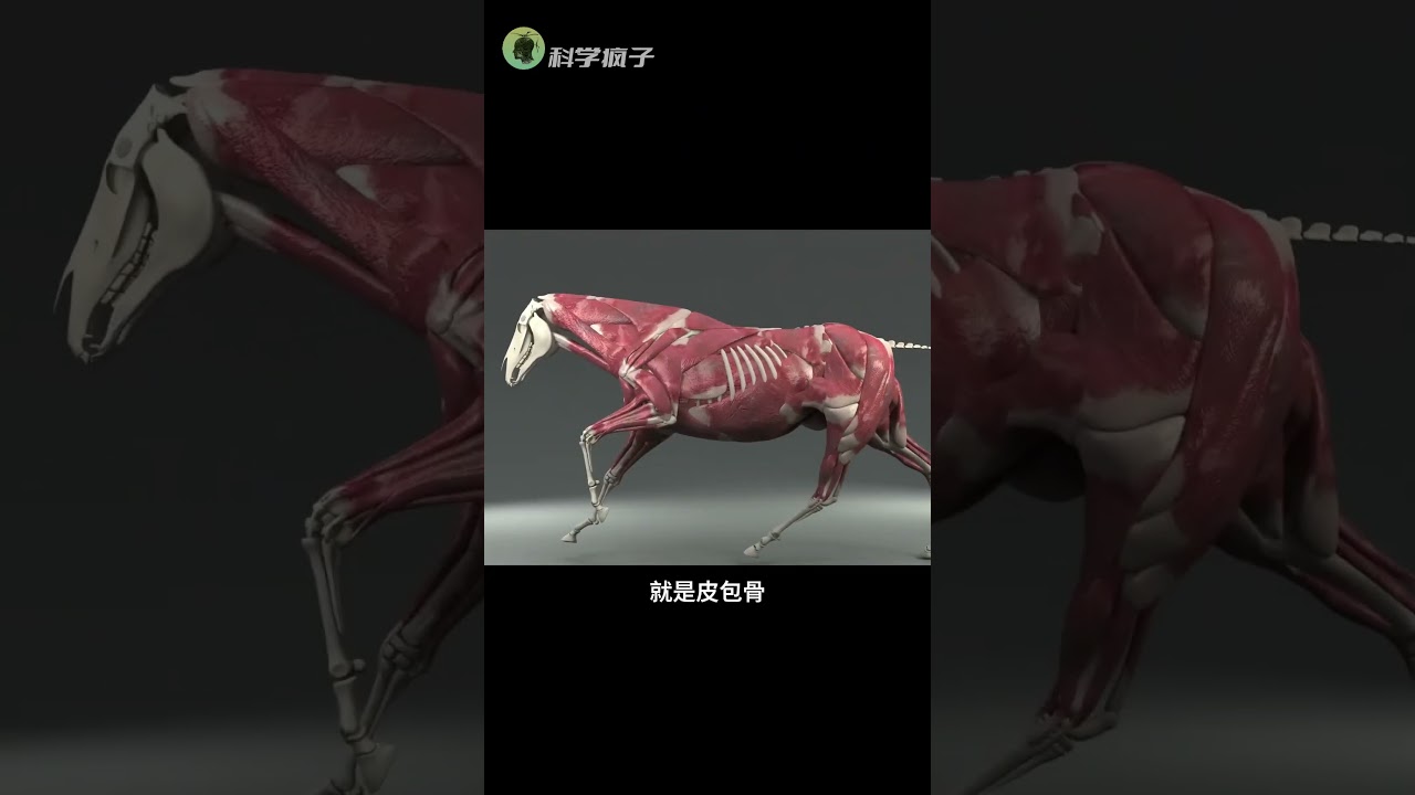 馬摔斷腿，為什麽活不了？