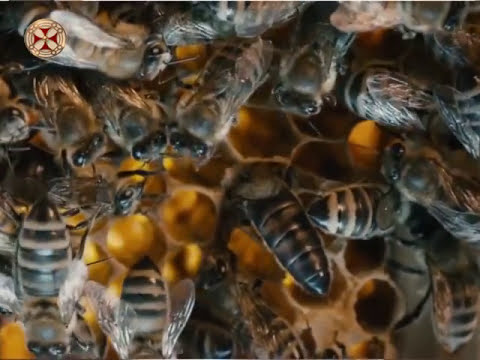 ლექციები მეფუტკრეობაზე - 55 პარატიპი