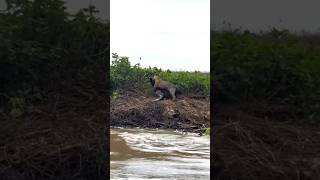 Leopard vs Crocodile#nexlynova#wildlife #animals #survival #shorts