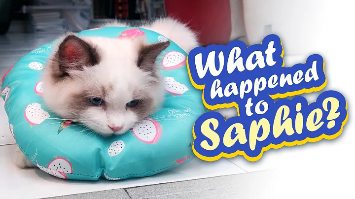 Watch the video about OMG!! What happened to Saphie! #Ragdoll #Ragdolls