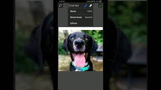 TUTORIAL NGEPET [ VECTOR PET TURUNAN ] PICSAY PRO / INFINITE DESIGN