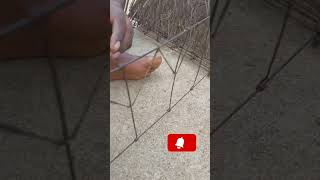 Download Lagu Getting Ready to catch Grey Francolin | Teetar MP3