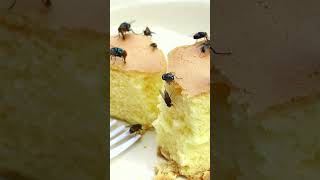 A Housefly's compound Eyes
