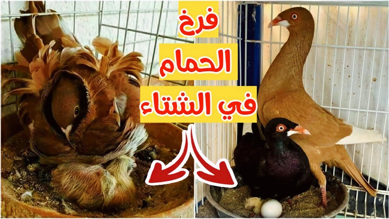 فرخ الحمام في الشتاء اهم الاسرار والنصائح من ابو مريم التونسي