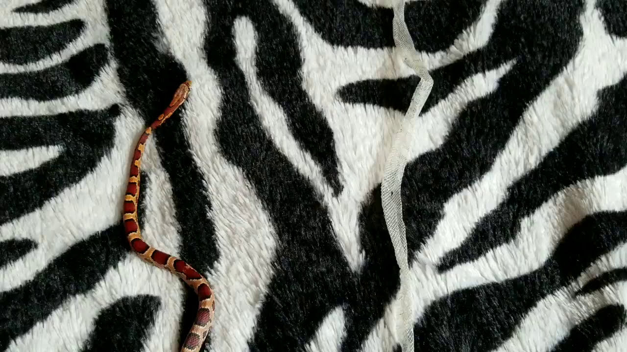 camera iphone 8 plus apk My corn snakes shed
