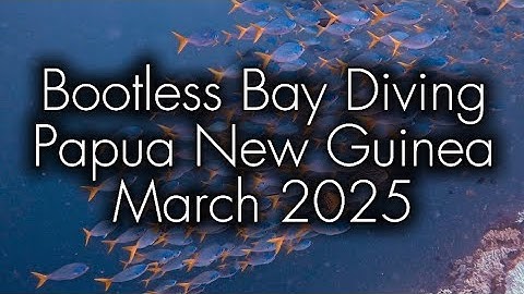 Diver’s Close Encounter with Leopard Shark & Sneaky Wobbegong Under Lobsters! PNG Diving March 2025