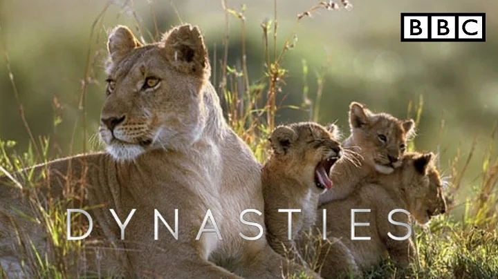BBC America Dynasties lions | BBC Dynasty trailer | Charm lioness | Episode 3 - The Defender