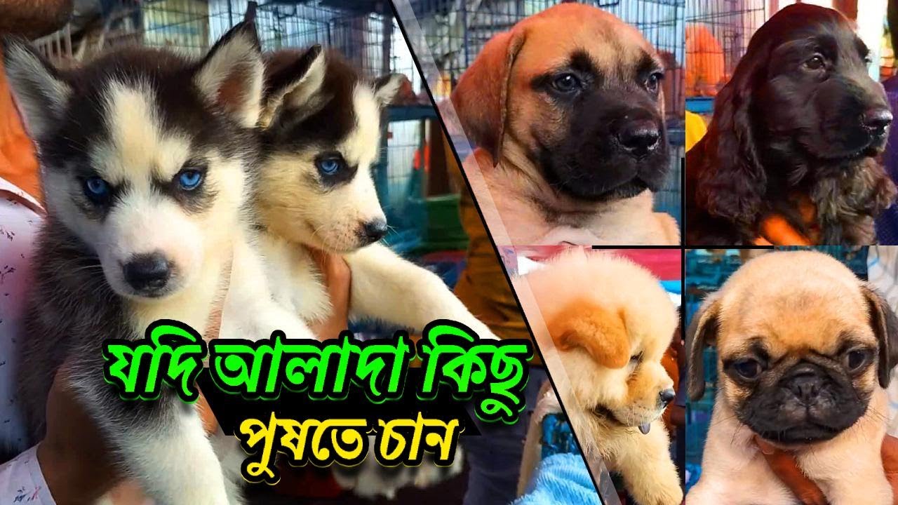 Galiff Street Pet Market Kolkata dog market in kolkata Dog Price Gallif street kolkata