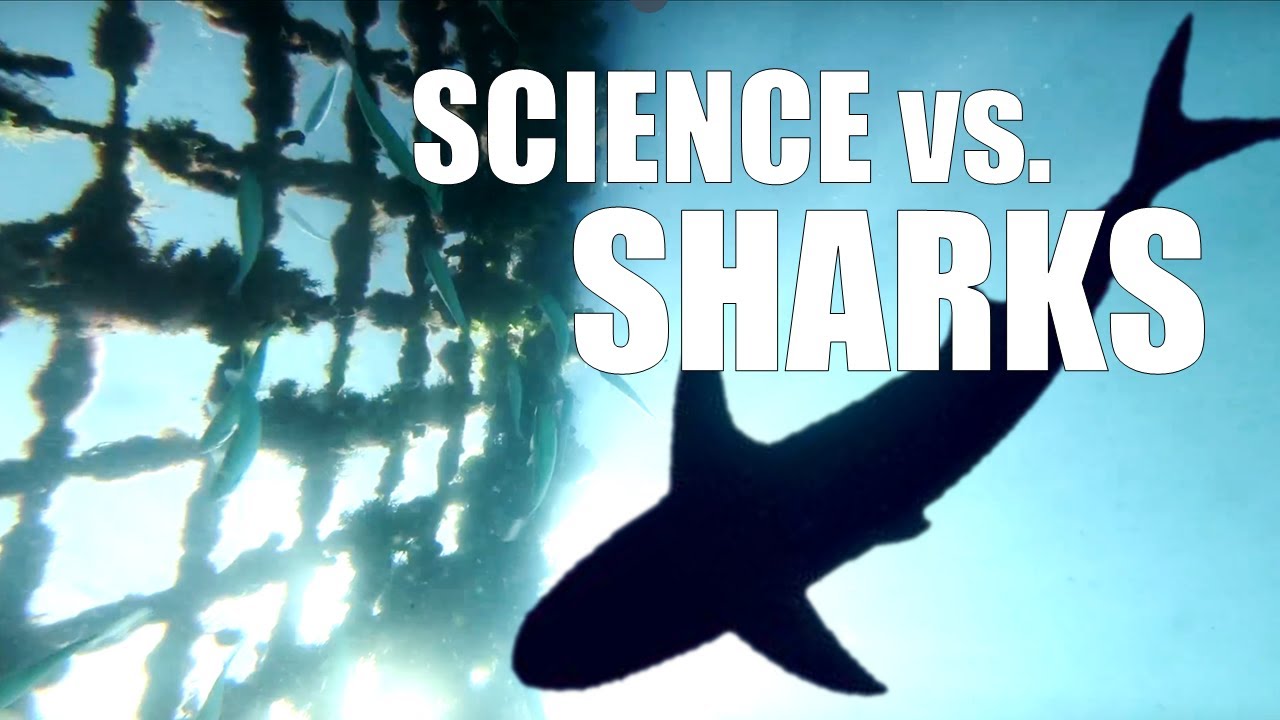 Building A Better Shark Net 