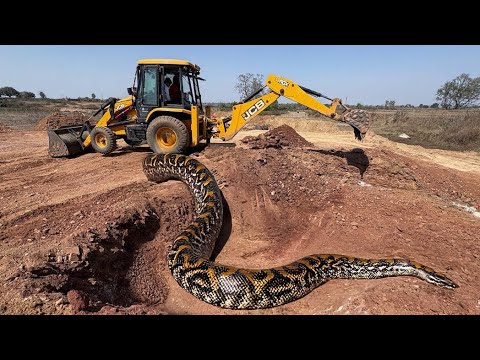 JCB 3dx Backhoe