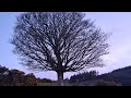 🇮🇪LIVE Working Farm in the Dublin Mountains, Ireland,Come look at real life on a working farm.🇮🇪