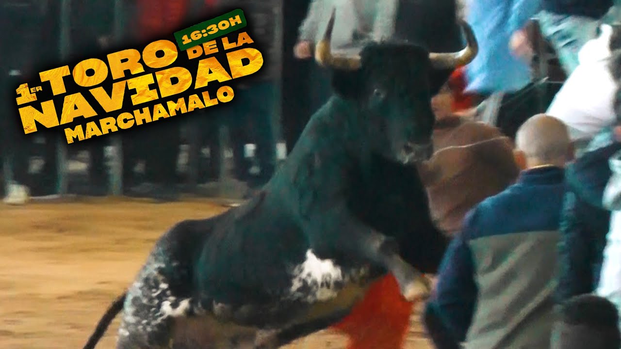TORO DE LA NAVIDAD MARCHAMALO 2022 // 2 TOROS Y 3 VACAS - YouTube