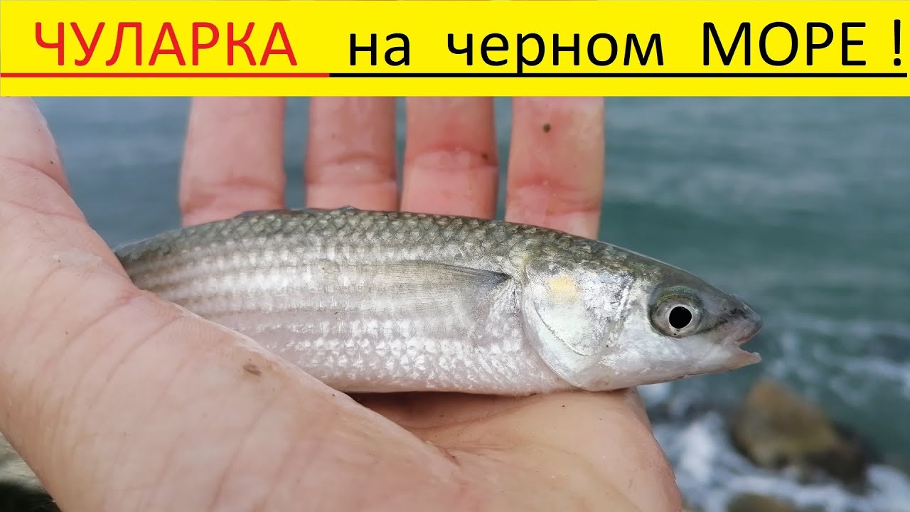 Рыба чуларка в черном море