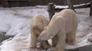 ホッキョクグマ　メスの発情とオスの反応~ Polar Bears