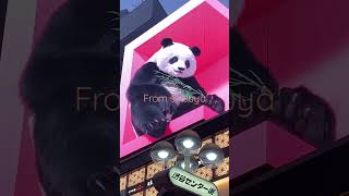 3D Bear Shibuyalife Indianvlogger Shibuyavibes Indiantraveler Shibuyastreetlife Shibuyaexploration