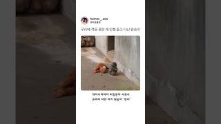 무리에 적응 못한 채 인형 들고 다니는 원숭이