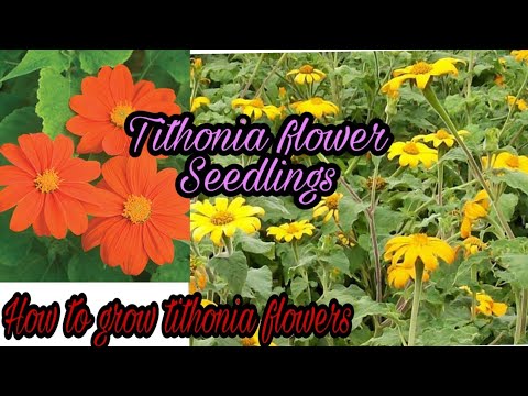 Tithonia flower Seedlings ||how to grow tithonia plant|| summer flower