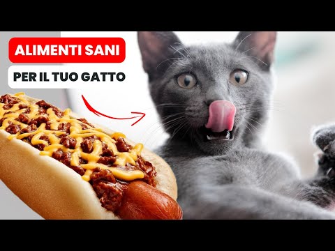 Video: Cosa amano i gatti?