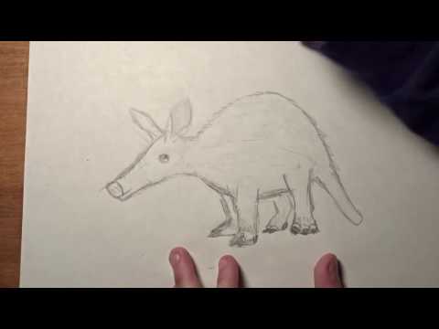 How to draw an Aardvark