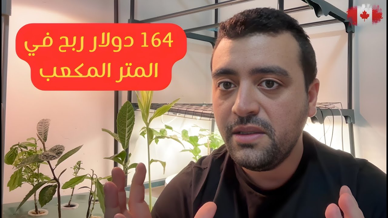 دراسة جدوى مشروع الزراعة المائية: كيف تبدأ وتحقق أرباحاً كبيرة. #زراعة_مائية##زراعة#نباتات#أرباح
