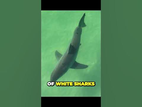 Uncovering the Surprising World of White Sharks in California's Shallow