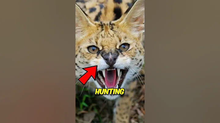 Watch the video about Top 3 Incredible Serval Hunting Skills