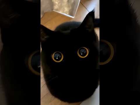 7 цікавих фактів про чорних котів зооветконтинент 