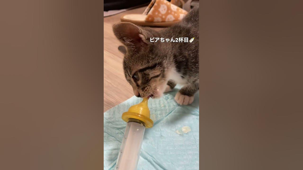 ねこ かわいい猫 こねこ こねこのいる暮らし ねこのいる生活 ねこのきもち 保護猫達の日常 子猫 里親 いやされたい いやしねこ ねこ好き Youtube