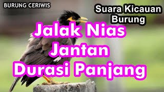 Suara Kicauan Burung Jalak Nias Jantan Gacor Durasi Panjang 1 Jam