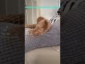 愛犬でタイムワイプ