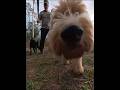 Hidden Monsters in the Big Thicket? When just another walk with the dogs turned wild #dog #bigfoot