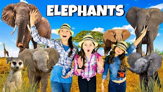 Into the WILD with AFRICAN ELEPHANTS!!  All About Elephants!