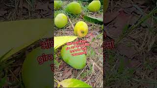 आम गिरा तूफान में #song