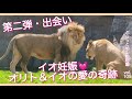 初対面から距離が縮まるまで💓やった!美人イオ妊娠&美男オリトに赤ちゃんが!vol.105@旭山動物園/From the first day of the lion's living together