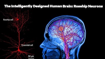 Newly-Discovered Brain Cell: Rosehip Neuron...