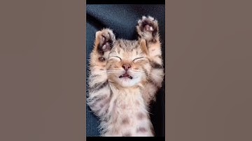 Cat Over-Sleeping Professional Napper 😴🐾💤#cat #sleepingcat #overslept #catnaps #lazycats #short