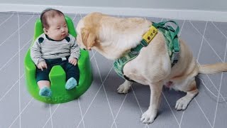 Labrador Retriever LOVES Her Baby Brother