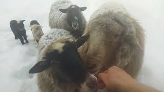 ручные овцы