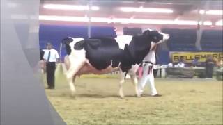 Friesian Cow Milk Hundred Kg Per Day