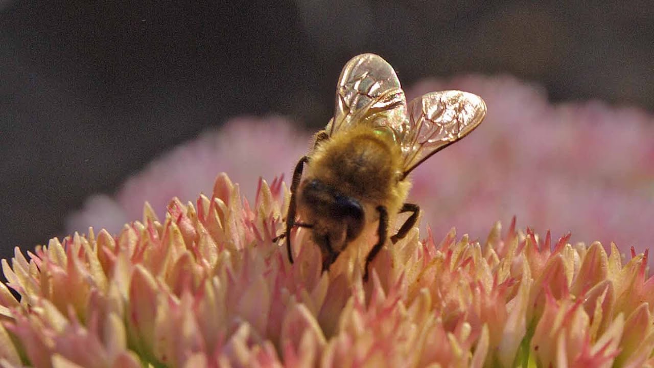 @Цветы на даче, многолетний цветок седум (очиток, молодило) - YouTube