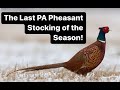 Late season pa pheasants