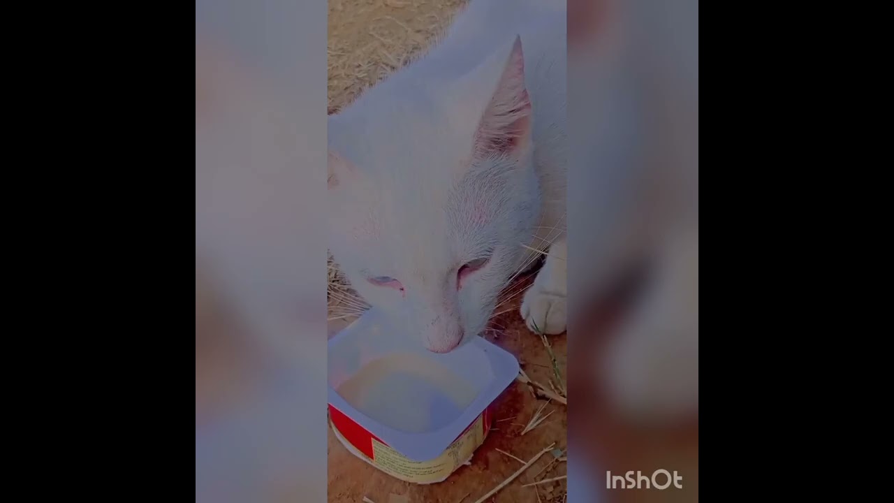 فيديو جديد لقطتي لغزالة نتمنى يعجبكم#قطتي #