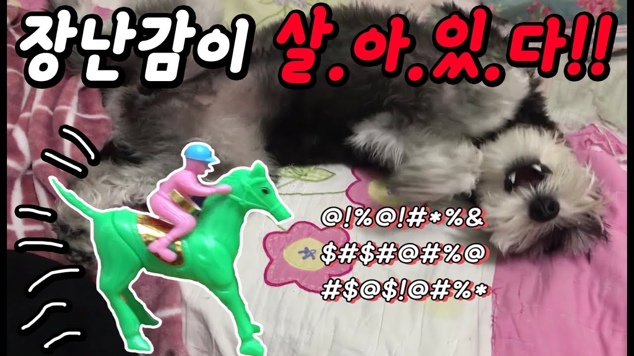 "장난감이 살아있다!"/ 겁쟁이 슈나우저 / miniature schnauzer