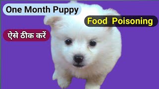 Puppy Food Poisoning Treatment    Ramawat Dog care