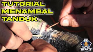 Download lagu REPARASI TANDUK RUSAK PADA DOMBA | TUTORIAL MENAMBAL TANDUK DOMBA