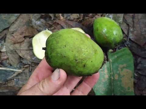 Mangifera laurina (mangga air) jungle foraging - incredibly juicy, tastes like lemons