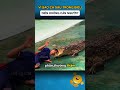 VÌ SAO CÁ SẤU TRONG BIỂU DIỄN KHÔNG CẮN NGƯỜI?
