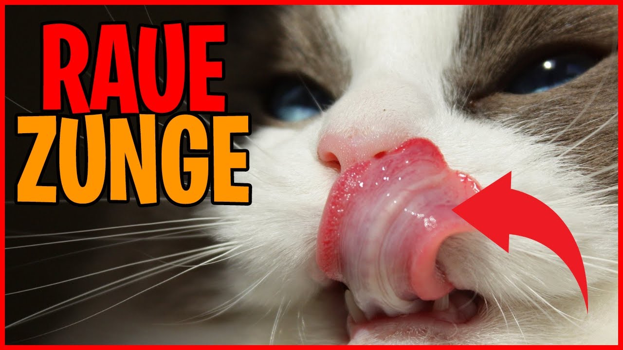 DESHALB haben Katzen eine raue Zunge 🔥 YouTube