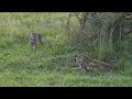 Safari Live Tingana Male Leopard along with his son Hosana this afternoon April 07, 2018