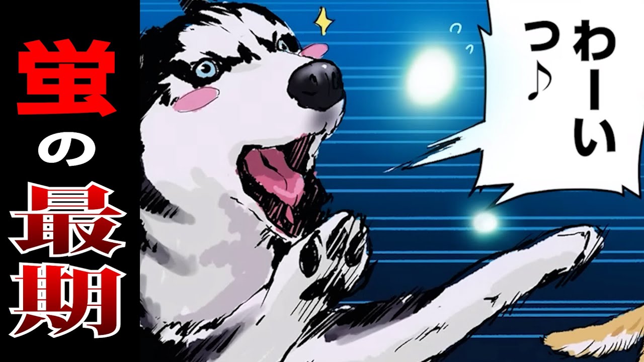 儚い蛍の最期を語る柴犬の名言 世界の終わりに柴犬と Youtube